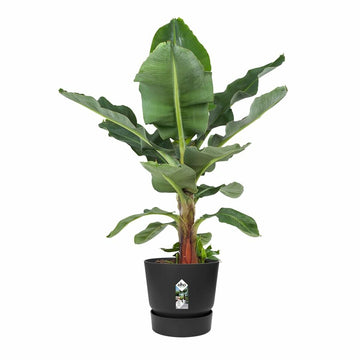 Plant pot Elho Black Ø 55 cm Plastic