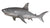 Great White Shark 6ft