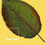 Nordic cover Nature Pantone