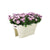 ELHO Bac de balcon Corsica Flower Bridge 60 - Blanc - Extérieur & Balcon - L 29,6 x W 58 x H 24 cm