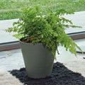 DEROMA Pot de fleurs Save R verde a réserve d'eau - Coloris vert - 30cm