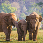 Puzzle Colorbaby Elephant 500 Pieces 6 Units 61 x 46 x 0,1 cm