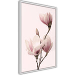 Poster - Blooming Magnolias III