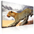 Canvas Print - Predatory Stare