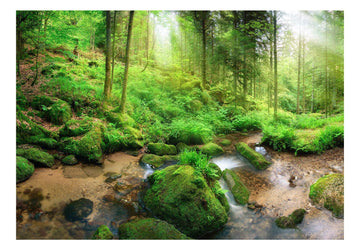 Wallpaper - Humid Forest