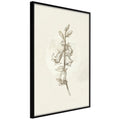 Poster - Beige Campanula