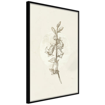 Poster - Beige Campanula