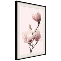 Poster - Blooming Magnolias III