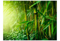 Wallpaper - jungle - bamboo