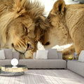 Wallpaper - Lion Tenderness