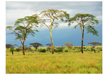 Wallpaper - Savanna trees