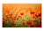 Wallpaper - Poppies in shiny summer day