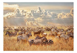 Wallpaper - Zebra Land