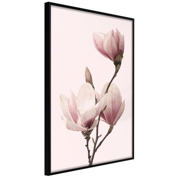 Poster - Blooming Magnolias III