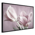 Poster - Pastel Tulips I