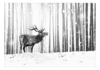 Self-adhesive Wallpaper - Deer in the Snow (Black and White)