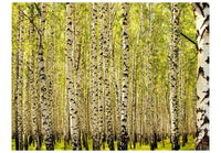 Wallpaper - Birch forest