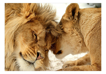 Wallpaper - Lion Tenderness