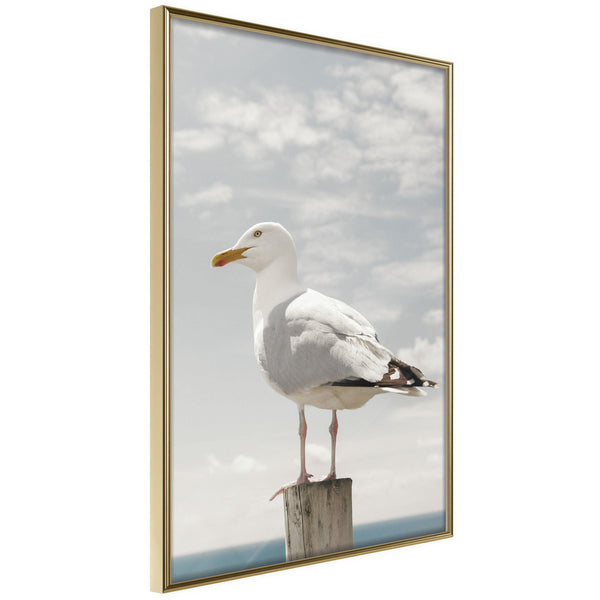 Poster - Curious Seagull