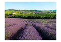 Wallpaper - Lavender fields