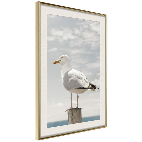 Poster - Curious Seagull