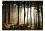 Wallpaper - Coniferous forest