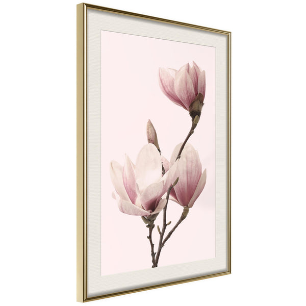 Poster - Blooming Magnolias III