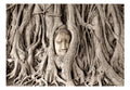 Wallpaper - Buddha's Tree