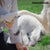 InnovaGoods Pet Brush & Massage Glove