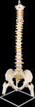 Life Size Flexible Vertebral Spine Pelvis & Femur Skeleton Model Anatomy Model