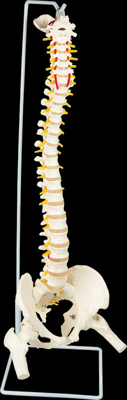 Life Size Flexible Vertebral Spine Pelvis & Femur Skeleton Model Anatomy Model