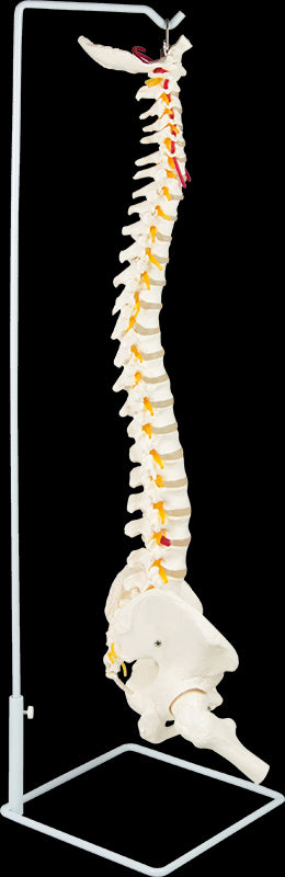 Life Size Flexible Vertebral Spine Pelvis & Femur Skeleton Model Anatomy Model