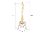 Life Size Flexible Vertebral Spine Pelvis & Femur Skeleton Model Anatomy Model