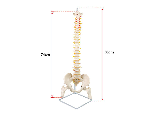 Life Size Flexible Vertebral Spine Pelvis & Femur Skeleton Model Anatomy Model